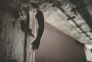 Doll arm hanging from the cei...