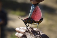 Africa, Madagascar, Grasshopp...