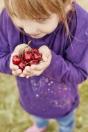 Little girl holding cherries ...