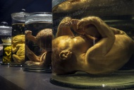 Collection of glass jars with...