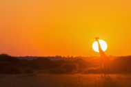 Botswana, Kalahari, Central K...