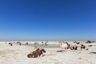 Botswana, Kalahari, herd of c...