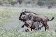 Botswana, Kalahari, Central K...