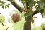 Little girl picking cherry fr...