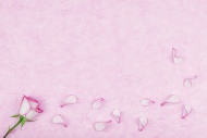 Rose pedals on pink tissue pa...