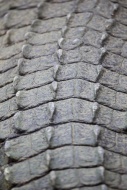 Crocodile skin, close-up