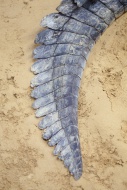 Crocodile tail on sand