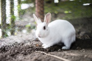 White rabbit, wire fence