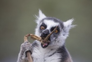 Madagascar, portrait of eatin...