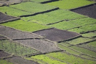 Africa, Madagascar, Rice fields