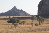 Africa, Madagascar, Palms in ...