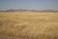 Africa, Madagascar, Grass sav...