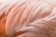 Feathers of pink flamingo, cl...