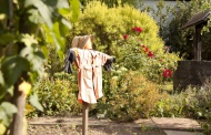 Garden with scarecrow