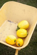 Four yellow courgette lying i...