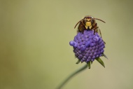 European hornet on a purple b...