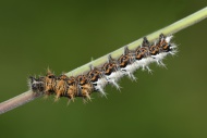 Caterpillar of comma