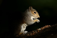 Eating Grey Squirrel in front...