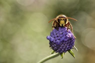 European hornet on a blossom
