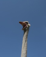 African ostrich, Struthio cam...