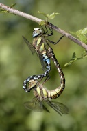 Migrant hawkers, Aeshna mixta...