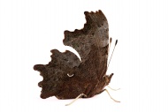 Comma, Polygonia c-album