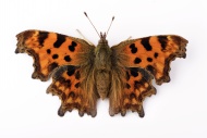 Comma, Polygonia c-album