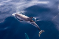Striped dolphin, Stenella coe...