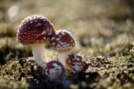 Fly agarics