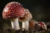 Fly agarics