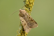 Beaded chestnut, Agrochola ly...