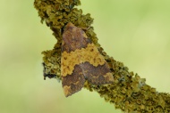 Barred Sallow, Tiliacea aurago