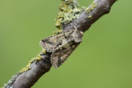 Green-brindled crescent, Allo...