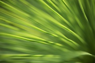 Grass tree, close-up
