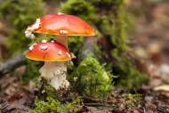 Two fly agarics