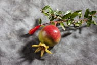 Twig with mini pomegranate