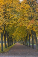 Germany, Schwerin, Trees in g...