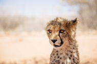 Namibia, portrait of cheetah cub