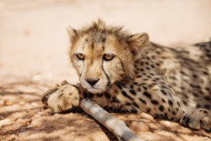 Namibia, portrait of cheetah cub