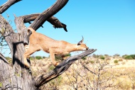 Namibia, caracal climbing on ...
