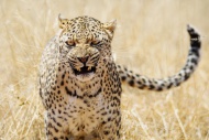 Leopard with aggressive expre...
