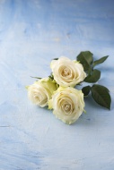Three white roses on light bl...