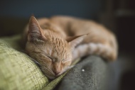 Portrait of tabby cat sleepin...