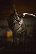 Portrait of tabby cat drinkin...