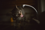 Portrait of tabby cat drinkin...