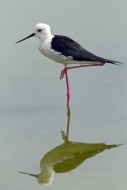 Black-winged stilt, Himantopu...