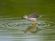 Temminck\'s stint, Calidris t...