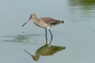 Bar-tailed godwit, Limosa lap...