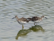 Long-toed stints, Calidris su...