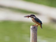 Kingfisher, Alcedo atthis, wi...